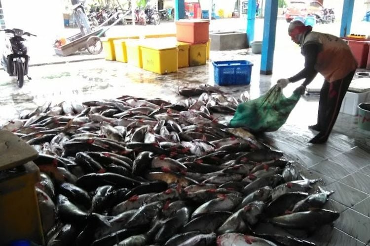 Rahasia Rasa Ikan Segar yang Bikin Cilacap Bergetar